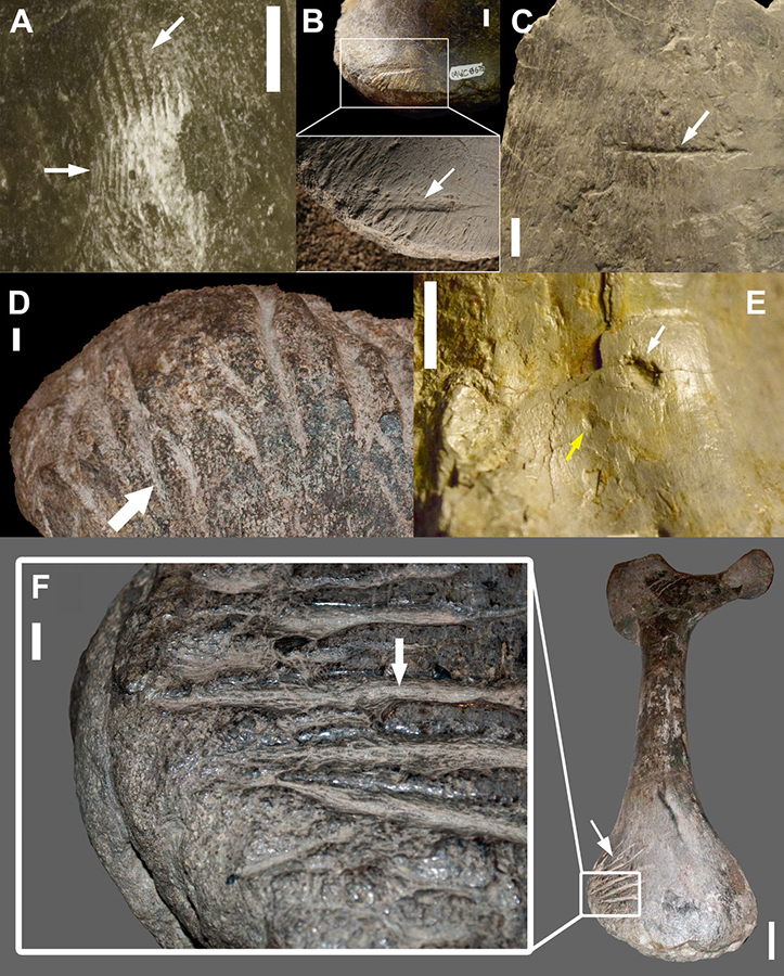 Types of bite marks observed in the Mygatt-Moore Quarry assemblage with arrows indicating features of note: (A) striated marks produced by ziphodont tooth on an Allosaurus sp. pedal claw; (B) a striated score on an Allosaurus sp. vertebral centrum; (C) a score on an Apatosaurus sp. rib fragment; (D) a dense cluster of furrows on a distal Apatosaurus sp. pubis; (E) a puncture (white arrow) and a pit (yellow arrow) on an Allosaurus sp. caudal vertebral centrum; (F) a dense cluster of striated furrows Apatosaurus sp. ischium. Scale bars – 10 mm. Image credit: Drumheller et al, doi: 10.1371/journal.pone.0233115.