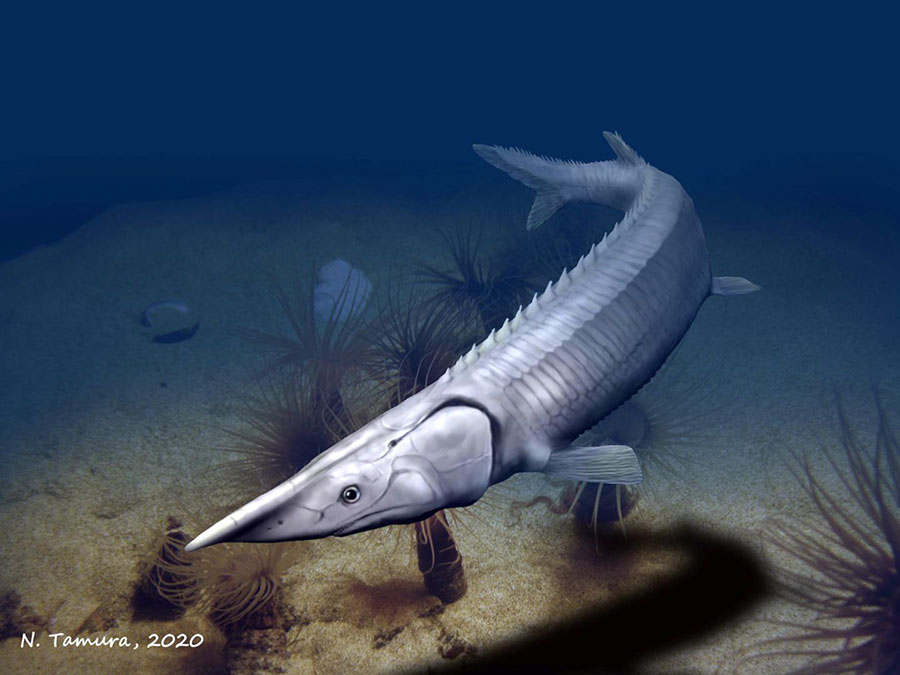 Tanyrhinichthys mcallisteri was most likely a bottom-cruising predator similar in general ecomorphology to modern sturgeon. Image credit: Nobu Tamura.
