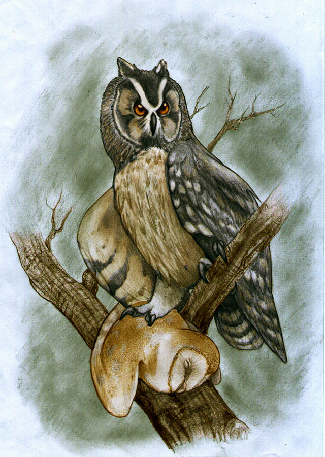 Life reconstruction of Asio ecuadoriensis. Image credit: Sebastián Rozadilla.