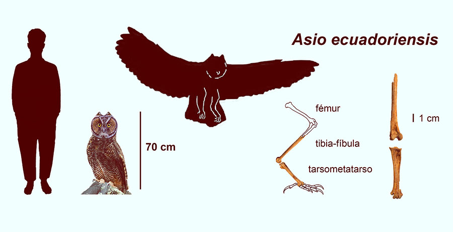 Size comparison between Asio ecuadoriensis and a human (left) and the preserved material of the ancient owl species (right). Image credit: Lo Coco et al, doi: 10.1007/s10336-020-01756-x.
