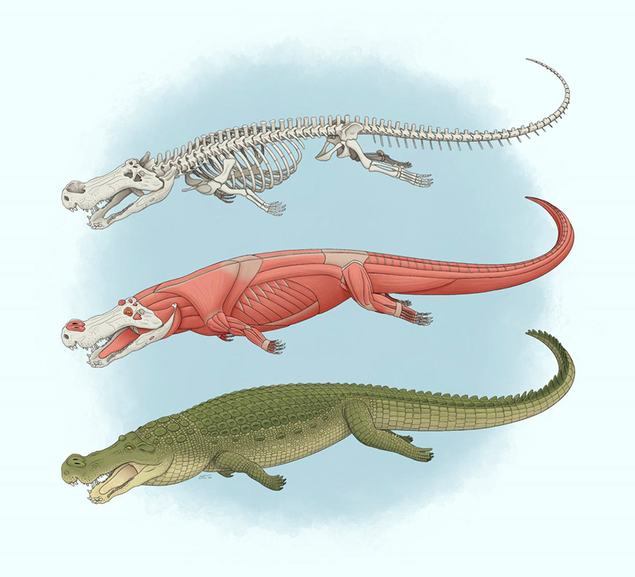 An illustration of Deinosuchus. Image credit: Tyler Stone, tylerstoneart.wordpress.com.