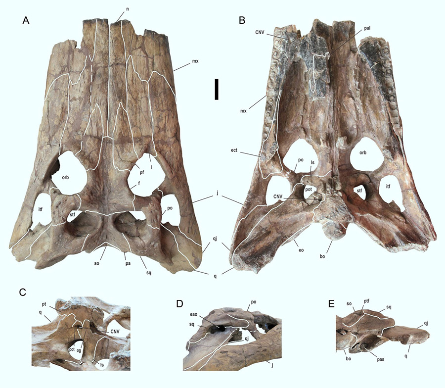 Deinosuchus schwimmeri skull: (A) dorsal view, (B) ventral view, (C) lateral view of braincase elements, (D) lateral view of otic region elements, (E) posterior view of skull. Abbreviations: bo – basioccipital, CNV – cranial nerve V, eao – external auditory opening, ect – ectopterygoid, eo – exoccipital, f – frontal, itf – infratemporal fenestra, j – jugal, l – lacrimal, ls – laterosphenoid, mx – maxilla, n – nasal, og – ophthalmic groove, orb – orbit, pa – parietal, pal – palatine, pas – paranasal air sinus, pf – prefrontal, po – postorbital, pot – prootic, pt – pterygoid, ptf – posttemporal fenestra, q – quadrate, qj – quadratojugal, so – supraoccipital, sq – squamosal, stf – supratemporal fenestra. Scale bar – 5 cm. Image credit: Cossette & Brochu, doi: 10.1080/02724634.2020.1767638.