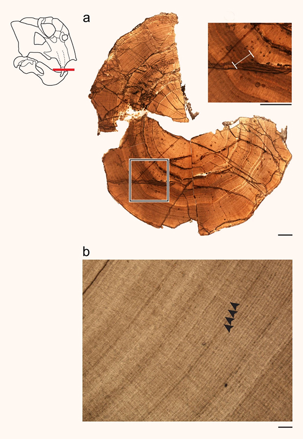 Measurements for stress and regular growth were recorded from the tusks of Lystrosaurus: (a) a cross-section of the Antarctic specimen with a ‘hibernation zone’ highlighted at a higher magnification. Scale bars – 1,000 μm; (b) well-preserved regular incremental growth marks from the South African specimen, lacking ‘hibernation zones.’ Arrows denote individual lines with an average spacing of 16-20 μm. Scale bar – 100 μm. Image credit: Whitney & Sidor, doi: 10.1038/s42003-020-01207-6.