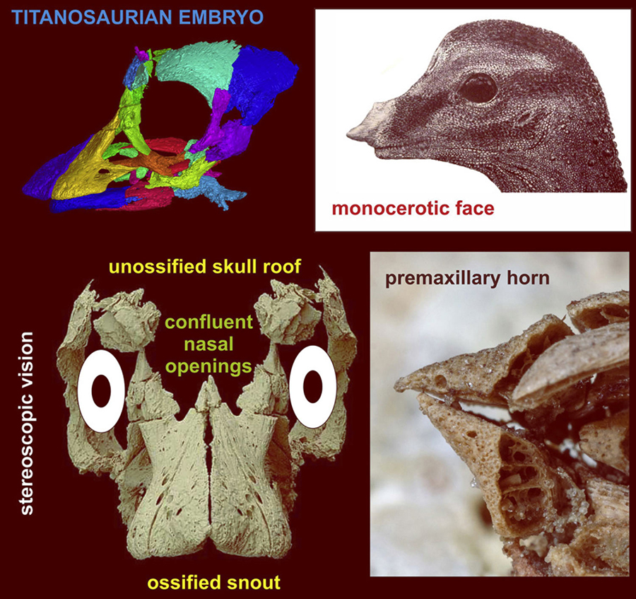 Paleontologists Find Perfectly Preserved Embryo inside 80MillionYear