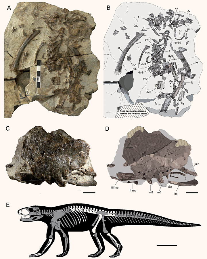 Skeletal remains of Ogresuchus furatus: (A, C) photographic and (B, D) interpretative draws of the postcranial (A, B) and cranial (C, D) elements, and (E) silhouette showing preserved elements of Ogresuchus furatus. Abbreviations: cv – caudal vertebra, dv – dorsal vertebra, fe – femur, gr – groves, lul – left ulna, lt – left tibia, m1-4 – maxillary tooth, mc – metacarpal, nvf – neuro-vascular foramens, r – rib, rt – right tibia, sa – sacral. Scale bars – 1 cm for (C, D) and 10 cm for (E). Image credit: Sellés et al., doi: 10.1038/s41598-020-71975-y.
