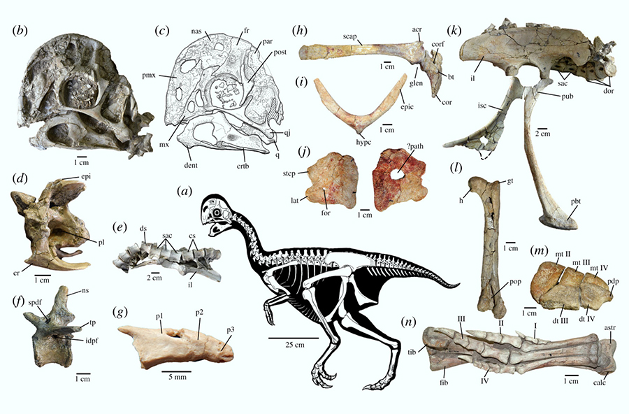 Skeletal anatomy of Oksoko avarsan: (a) skeletal reconstruction; (b, c) skull in left lateral view; (d) anterior cervical vertebra in left lateral view; (e) articulated sacrum and ilium in ventral view, anterior is to the left; (f) mid-caudal vertebra in left lateral view; (g) pygostyle vertebrae in left lateral view; (h) right scapulocoracoid in lateral view; (i) furcula in anterior view; (j) right and left sternal plates in anterior view; (k) articulated pelvis in right lateral view; (l) right femur in posterior view; (m) proximal metatarsus and distal tarsals in proximal view; (n) tibia, fibula and pes in ventral view. Image credit: Funston et al, doi: 10.1098/rsos.201184.