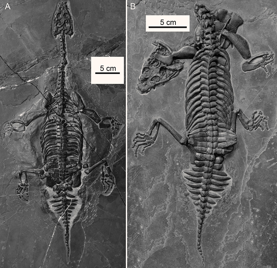 Brevicaudosaurus jiyangshanensis skeletons in dorsal view. Image credit: Shang et al., doi: 10.1080/02724634.2020.1789651.