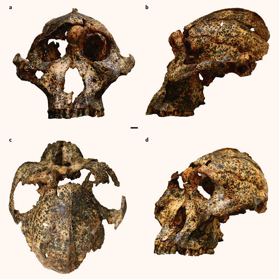 The DNH 155 cranium of Paranthropus robustus photographed in frontal (a), left lateral (b), superior (c) and oblique (d) views. Scale bar – 10 mm. Image credit: Martin et al., doi: 10.1038/s41559-020-01319-6.