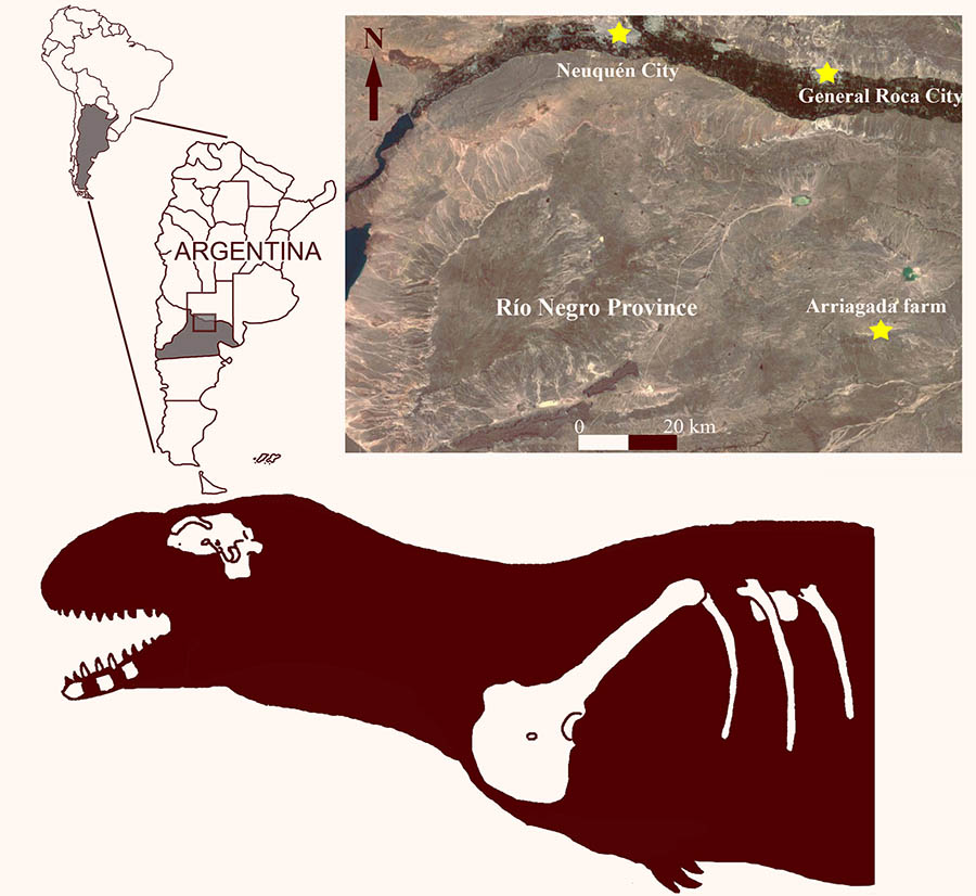 Niebla antiqua is a new genus and species of medium-sized abelisaurid from Late Cretaceous beds of Río Negro province, northern Patagonia, Argentina. Image credit: Rolando et al., doi: 10.1016/j.jsames.2020.102915.