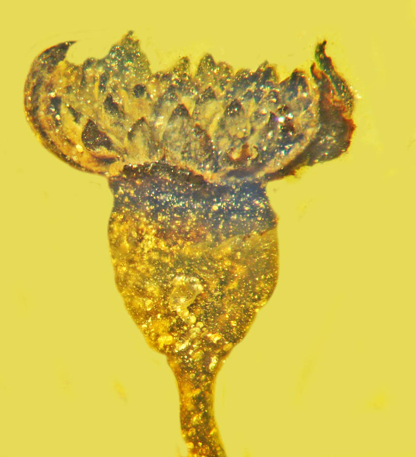Valviloculus pleristaminis, flower in lateral view. Image credit: Poinar, Jr. et al., doi: 10.17348/jbrit.v14.i2.1014.