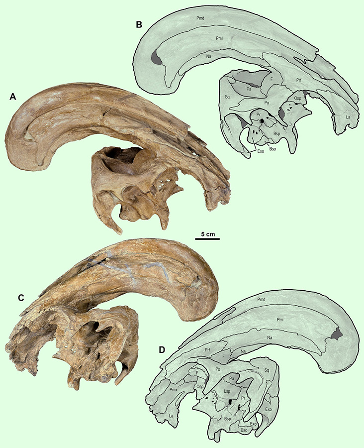 Skull of Parasaurolophus cyrtocristatus: (A) photograph of right lateral side; (B) illustration of right lateral side; (C) photograph of left lateral side; and (D) illustration of left lateral side. Abbreviations: Bso – Basioccipital; Bsp – Basisphenoid; Exo – Exoccipital; F – Frontal; La – Lacrimal; Lsp – Laterosphenoid; Na – Nasal; Osp – Orbitosphenoid; Pa – Parietal; Pmd – premaxilla dorsal process; Pml – premaxilla lateral process; Po – Postorbital; Pr – Prootic; Prf – Prefrontal; Ps – Presphenoid; Sq – Squamosal. Image credit: Gates et al., doi: 10.7717/peerj.10669.