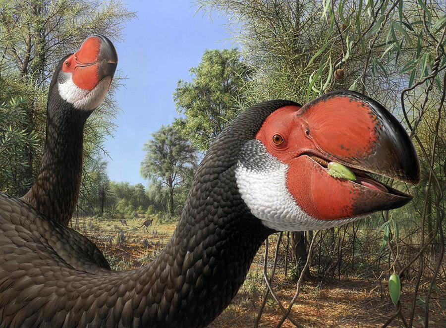 Life reconstruction of Dromornis stirtoni. Image credit: Peter Trusler.