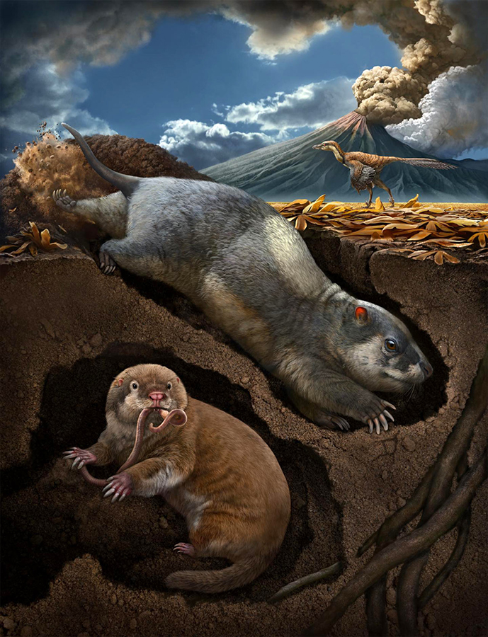 Fossiomanus sinensis (upper right) and Jueconodon cheni in their burrows. Image credit: Chuang Zhao.