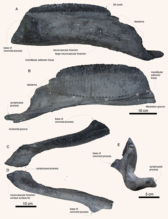 The right dentary of Yamatosaurus izanagii distinguishes it from other known hadrosaurs; it has just one functional tooth in several battery positions and no branched ridges on the chewing surfaces, suggesting that it evolved to devour different types of vegetation than other hadrosaurs. Image credit: Kobayashi et al., doi: 10.1038/s41598-021-87719-5.