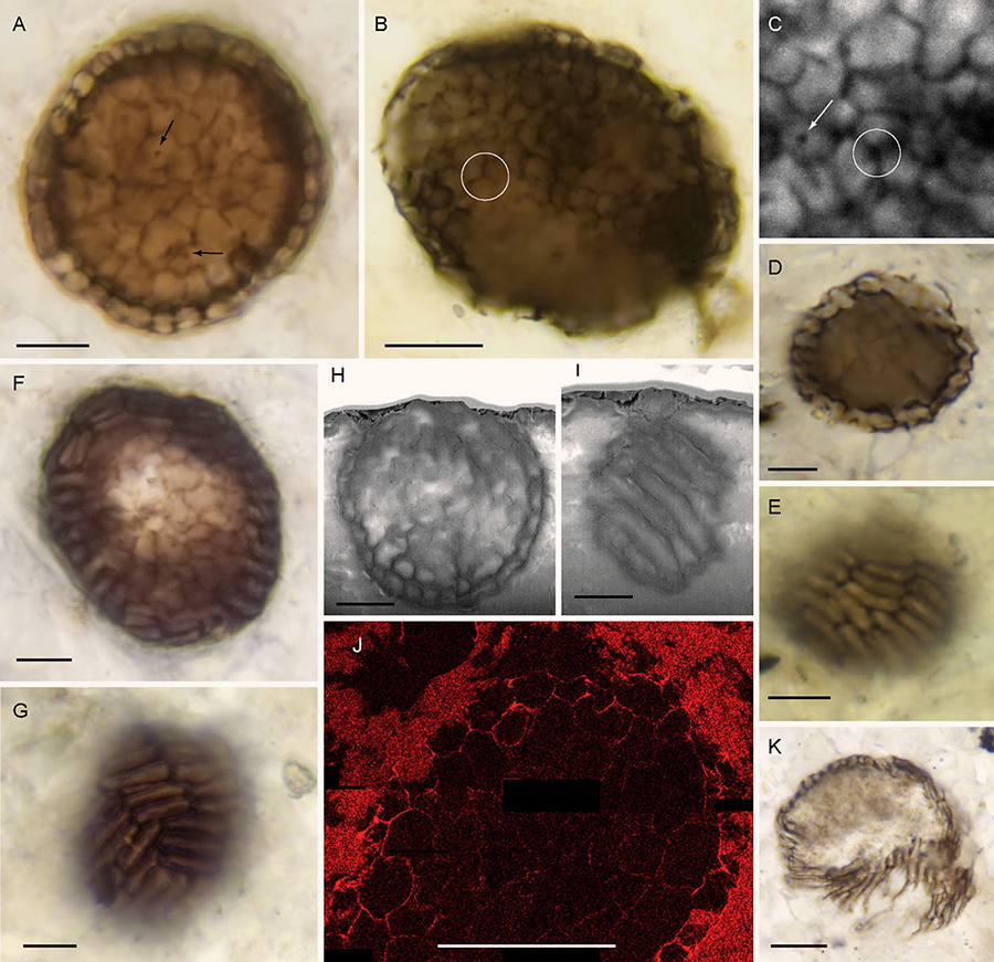 Bicellum brasieri in mature form; all specimens were preserved in petrographic thin sections from the Diabaig Formation stratotype, Lower Diabaig, Scotland, UK. Scale bars – 5 μm in (A-J), 10 μm in (K). Image credit: Strother et al., doi: 10.1016/j.cub.2021.03.051.