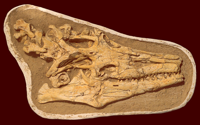 The well-preserved skull of Pluridens serpentis. Image credit: Longrich et al., doi: 10.1016/j.cretres.2021.104882.