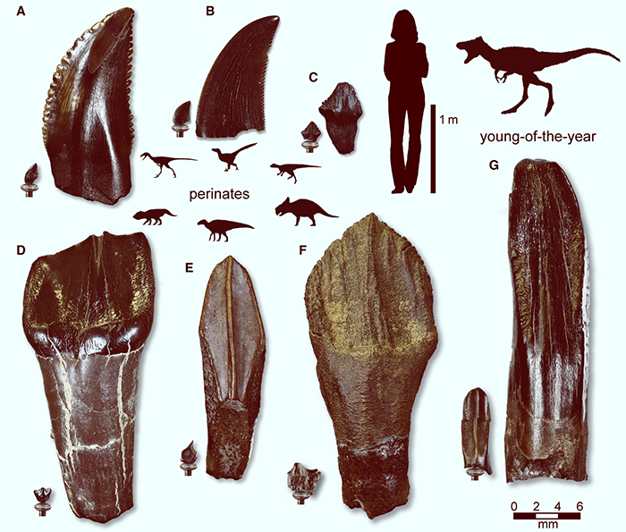 Comparative sizes of immature and mature dinosaur teeth from Prince Creek Formation, Alaska. Image credit: Druckenmiller et al., doi: 10.1016/j.cub.2021.05.041.