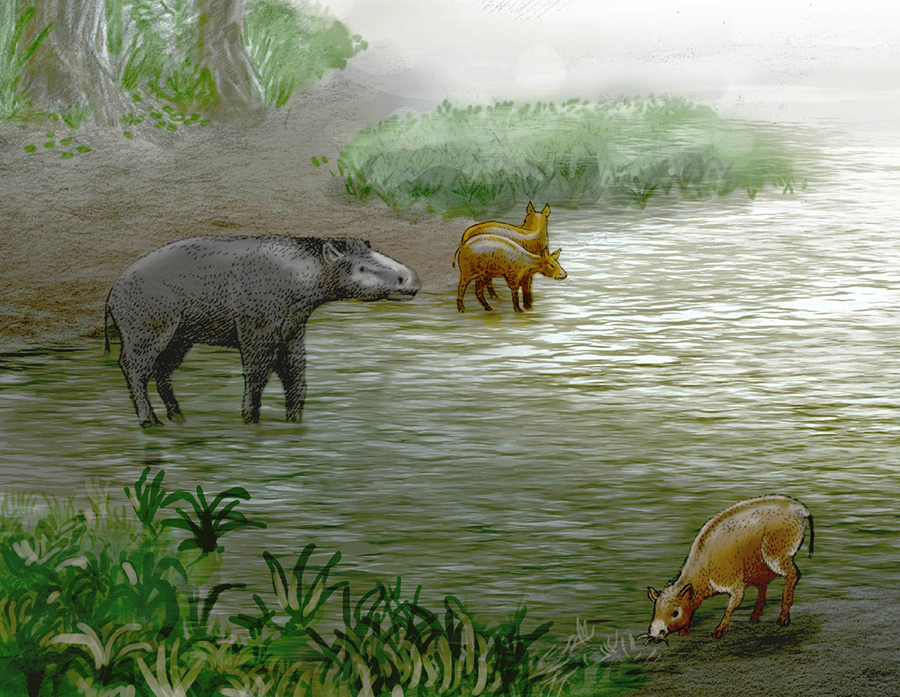 Palaeotheriid mammal Leptolophus cuestai (left) and equoid perissodactyl Pachynolophus zambranen (center and right). Image credit: Ulises Martínez Cabrera.