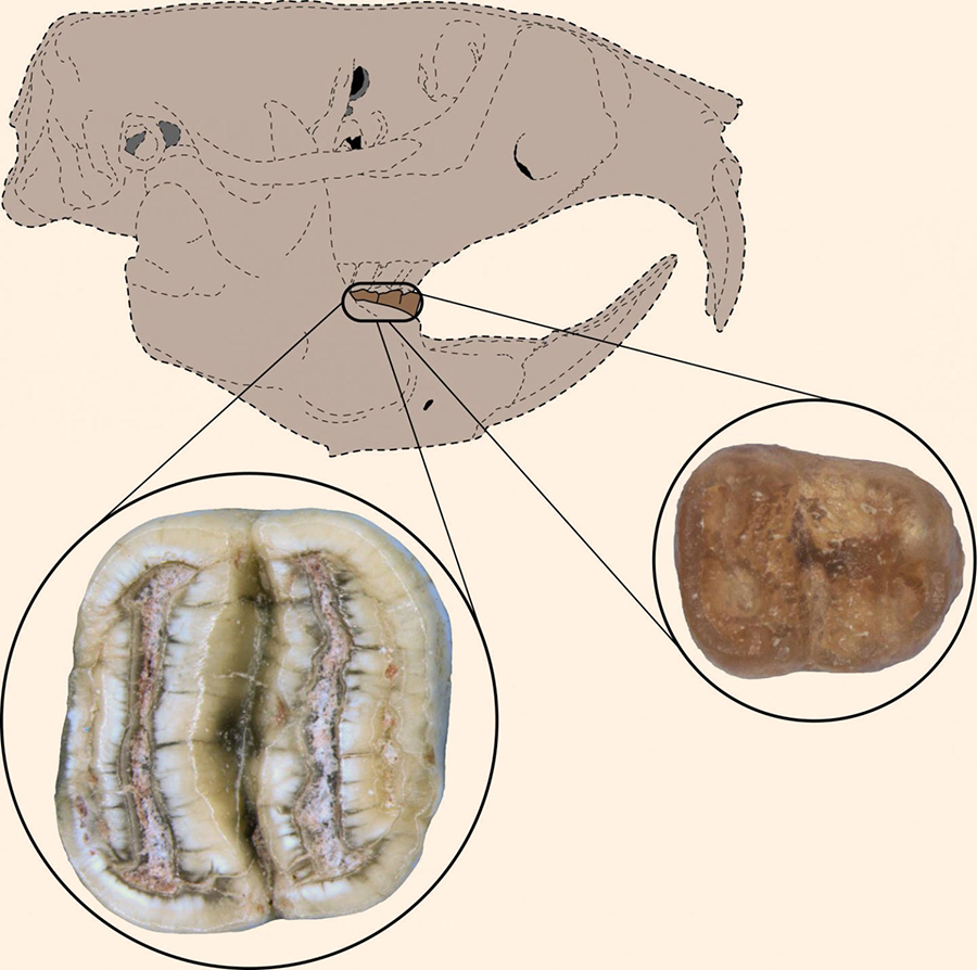This artist’s reconstruction shows the likely position of the fossil molars in the skull of Caribeomys merzeraudi. Image credit: Jorge Velez-Juarbe.