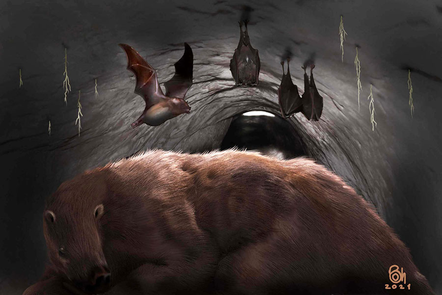 Desmodus draculae in a burrow of a giant sloth. Image credit: Daniel Boh / Museo de Ciencias Naturales de Miramar.