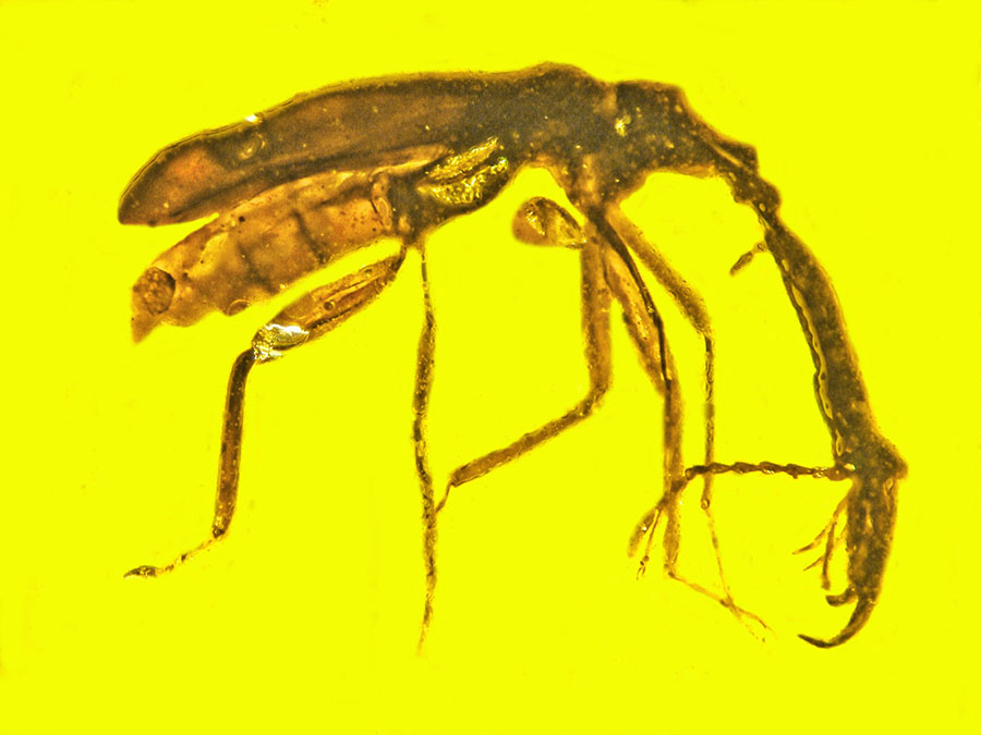 Rhamphophorus legalovii. Image credit: Poinar & Brown, doi: 10.1016/j.cretres.2021.104948.