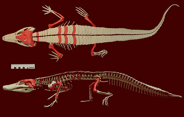 Skeletal reconstruction of Burkesuchus mallingrandensis based on holotype and paratype specimens. Image credit: Novas et al., doi: 10.1038/s41598-021-93994-z.