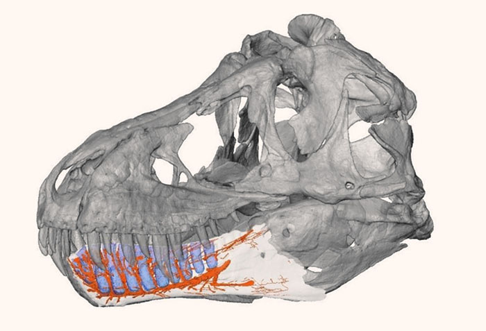 The dentary neurovascular canal of Tyrannosaurus rex. Image credit: Kawabe & Hattori, doi: 10.1080/08912963.2021.1965137.