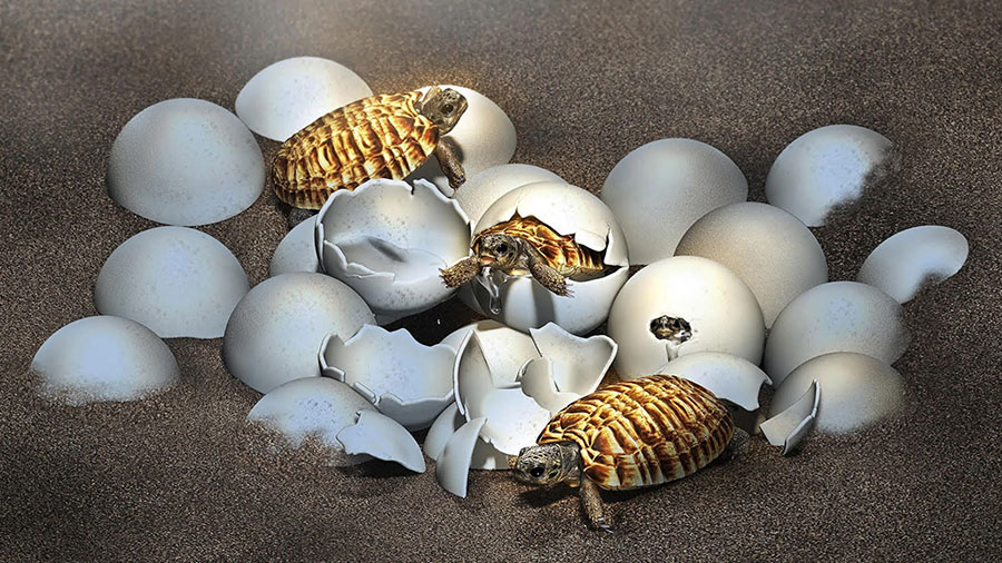 An artist’s impression of baby nanhsiungchelyid turtles. Image credit: Masato Hattori.