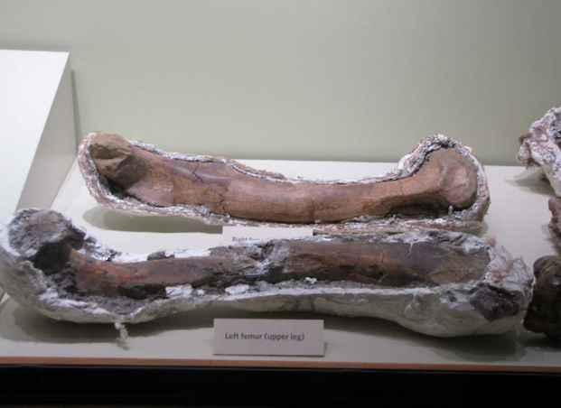 Left femur of Son of Sampson. (Photo Credit: Alan Detrich / eBay)