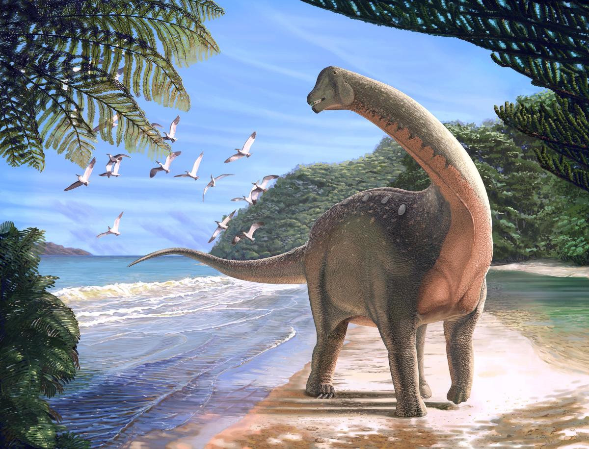 An artist's rendering of the Mansourasaurus shahinae, an African elephant-sized sauropod that lived about 80 million years ago. ANDREW MCAFEE / CARNEGIE MUSEUM OF NATURAL HISTORY