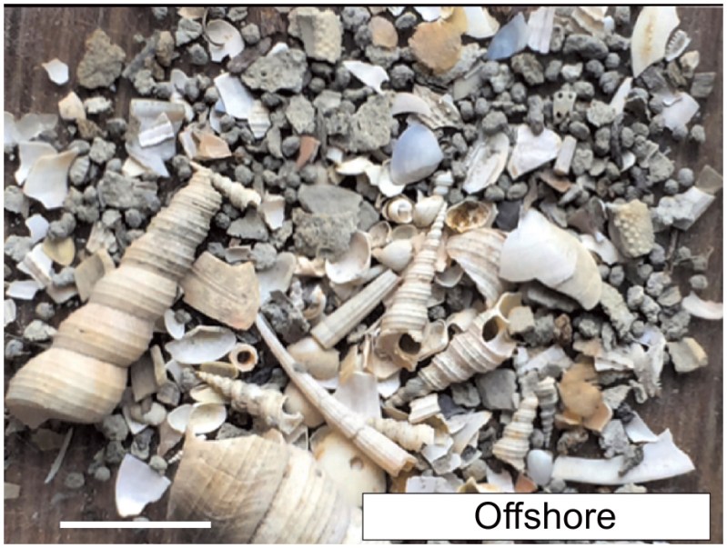 Researchers drilled four 130-foot-long cores in the Po coastal basin in northeastern Italy, two on the current coastline and two farther inland, and sieved the sediment for mollusks. This sample captures fossils typical of an offshore environment. Image courtesy of Daniele Scarponi