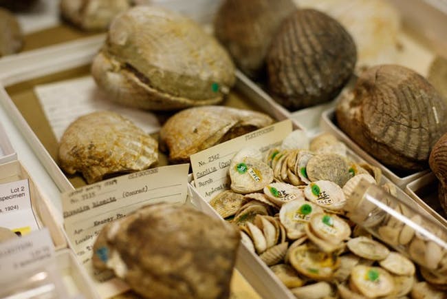 Once digitized, information about a fossil is available worldwide, while the specimen itself remains available to visiting researchers to make crucial observations or measurements.