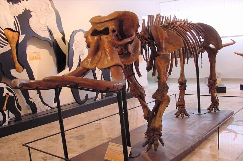 Reconstruction of an almost complete dwarf elephant skeleton found in the same cave, the Puntali cave. Credit: Archives of the Gemmellaro Geological Museum
