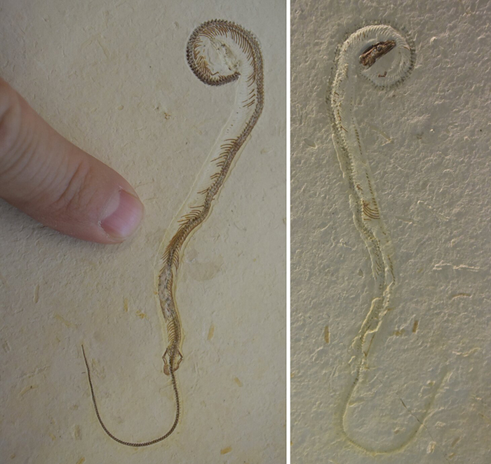 Part and Counterpart of Tetrapodophis. Credit: Michael Caldwell