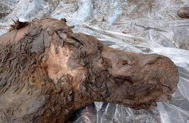 As the ice inside the permafrost increasingly melts across Siberia we will probably continue to see a spike in discoveries such as this woolly rhino. ( The Siberian Times )