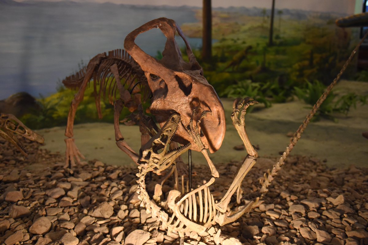 Protoceratops and Velociraptor