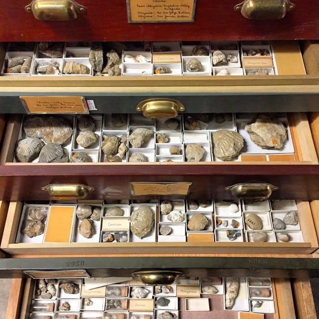Researchers must travel to visit non-digitized specimens in person, not knowing what they will find – if they’re even aware of their existence.