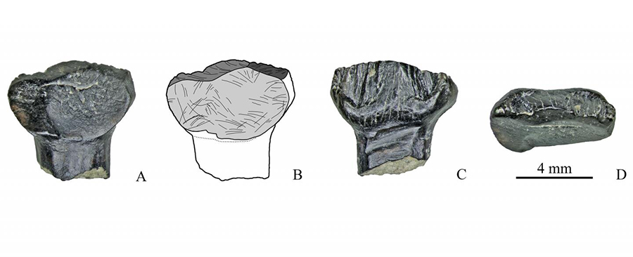 Stegosaurian teeth found at the Teete stream (the Republic of Sakha), in different planes Credit: SPbU