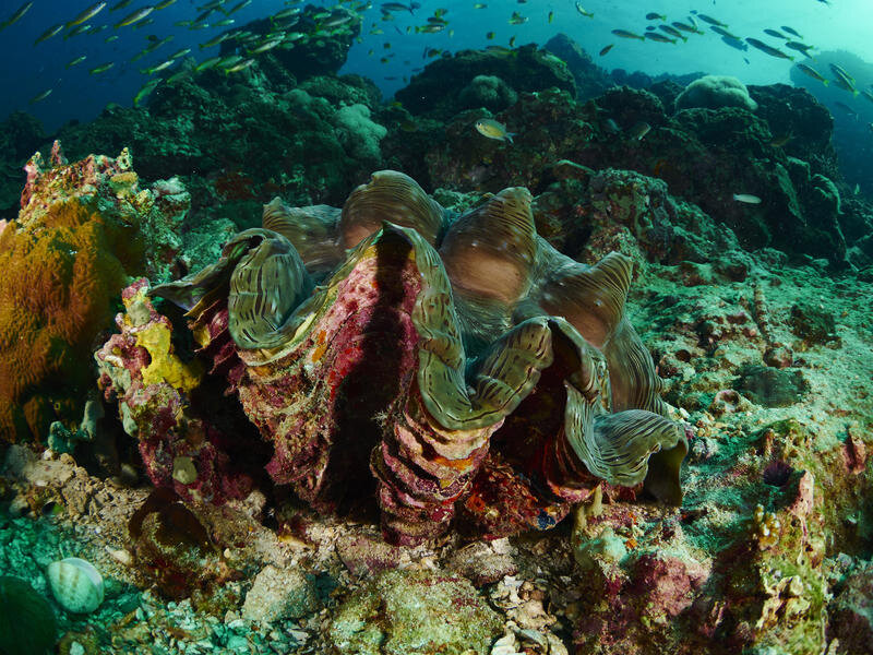 Giant clams, the largest type of invertebrate included in the study, survive today on tropical reefs in the Pacific and Indian Oceans, but many species from this group are under threat. “People collect them to carve the shells, as with elephant ivory, and to eat the clam because of its supposedly aphrodisiac-like properties,” says paleobiologist Noel Heim. Credit: iStock