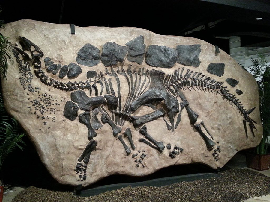 Fossilized in-ground Stegosaurus at Houston Museum of Natural Science