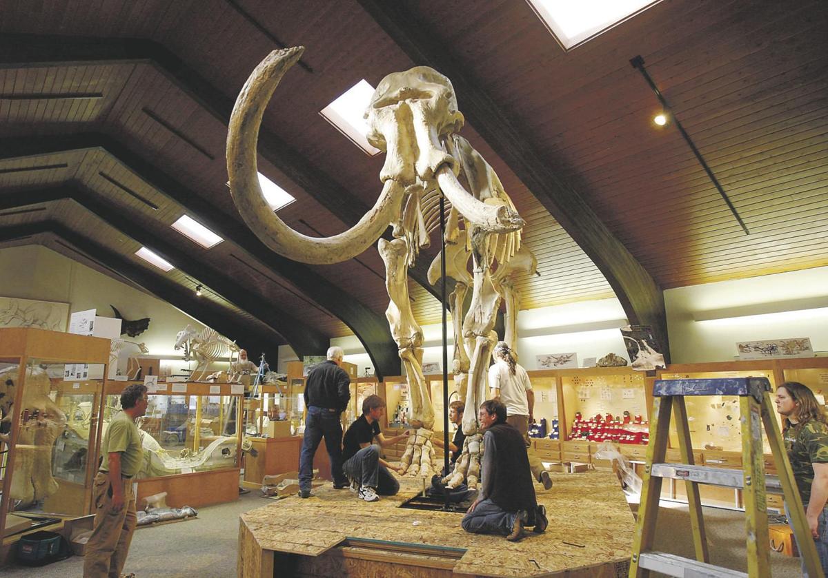 Dee the Mammoth, who was discovered near Glenrock, Wyoming, is displayed at the Tate Geological Museum at Casper College.