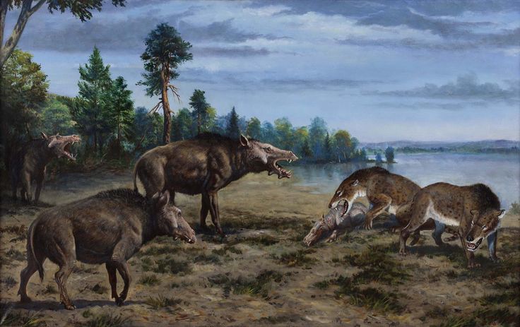 Entelodons intimidating Hyaenodon by Petr Modlitba