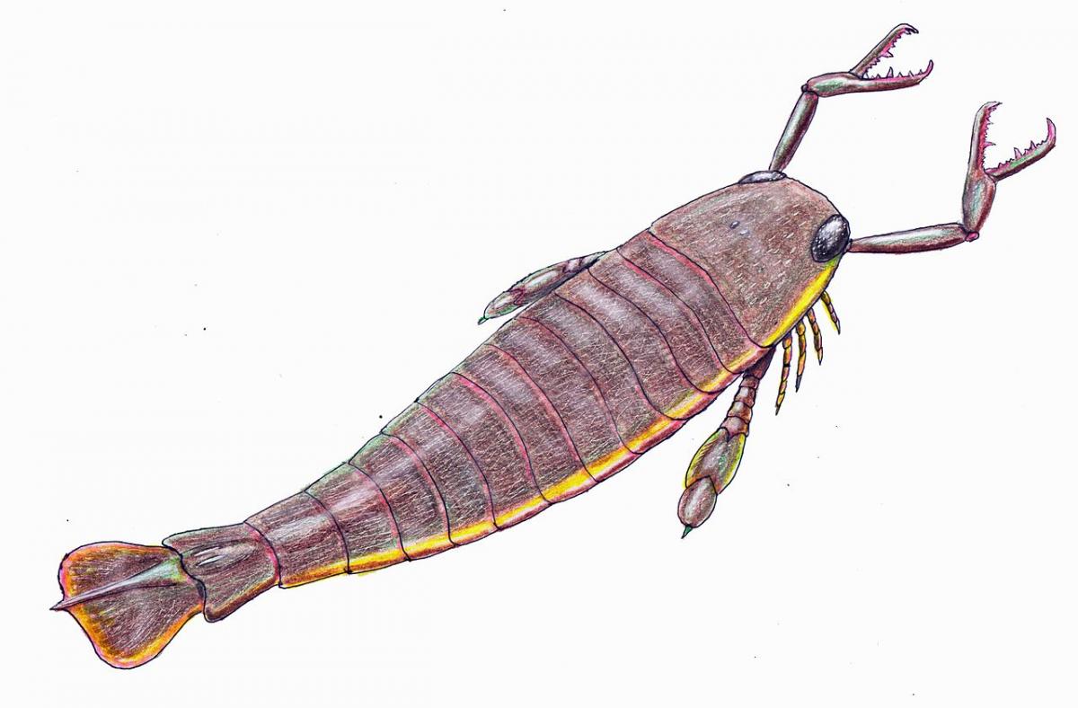 Restoration of J. rhenaniae