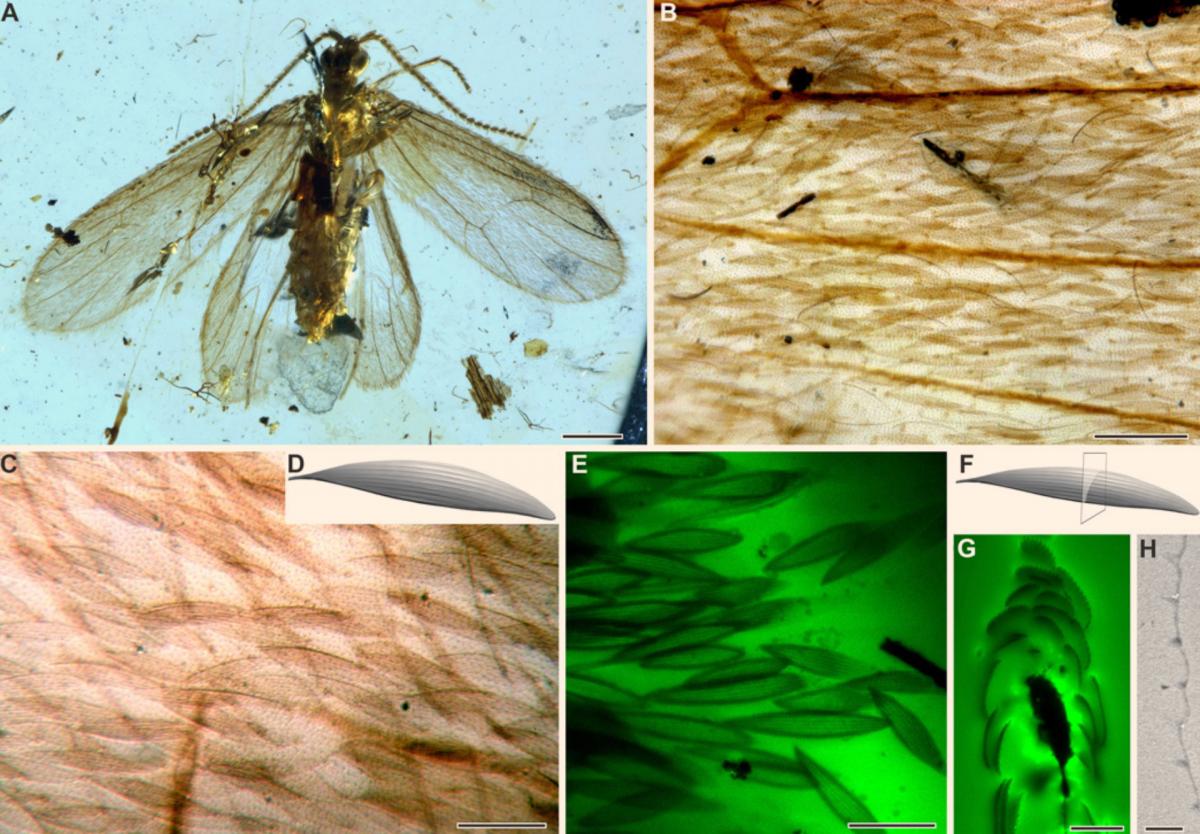 Tarachoptera from mid-Cretaceous Burmese amber: (A-D) K. brevicostata, female; (B and C) forewing scales; note the tubercles and setae on wing membrane; (D) scale reconstruction; (E-H) K. brevicostata, male; (E) images of forewing scales detached from the forewing; (F) interpretative sketch of cross section of scale; (G) an image of cross section of forewing scales; (H) an image of cross section of a forewing scale. Scale bars – 0.5 mm (A), 0.1 mm (B), 50 μm (C), 40 μm (E), 20 μm (G), and 2 μm (H). Image credit: B.W., Nanjing Institute of Geology and Palaeontology, Chinese Academy of Sciences.