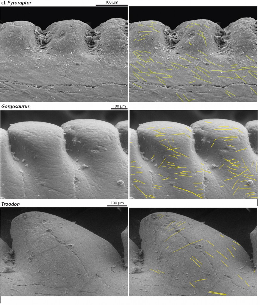 Microwear patterns on the serrated edges of teeth from different dino-predators reveal distinct differences, suggesting different prey. (Credit Angelica Torices and Victoria Arbour/Current Biology)