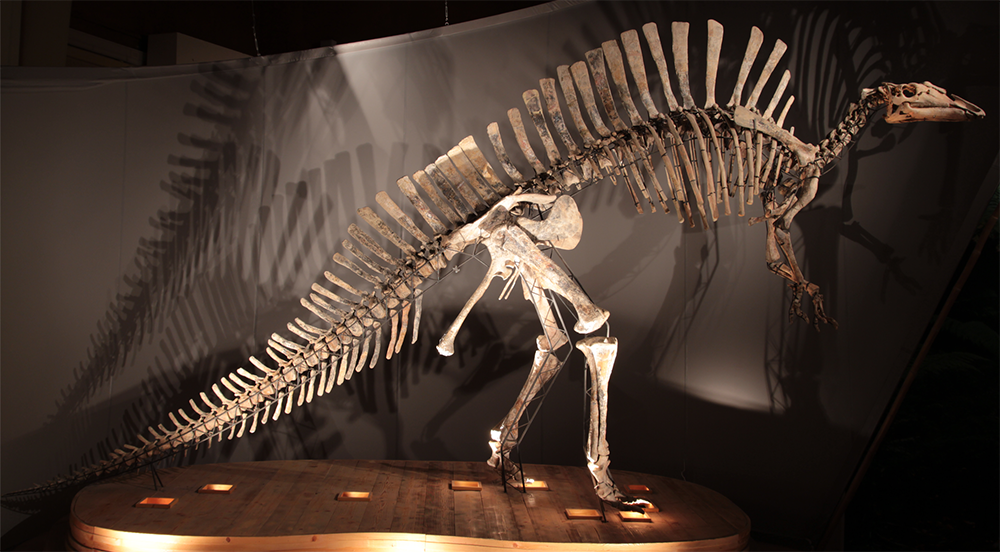 Mounted skeleton, Museo di Storia Naturale of Venice.