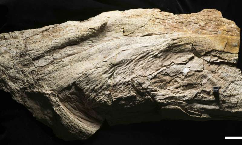 A photo of the Platylithophycus cretaceus specimen. The scale bar is 5 centimeters. Credit: © Mike Eklund