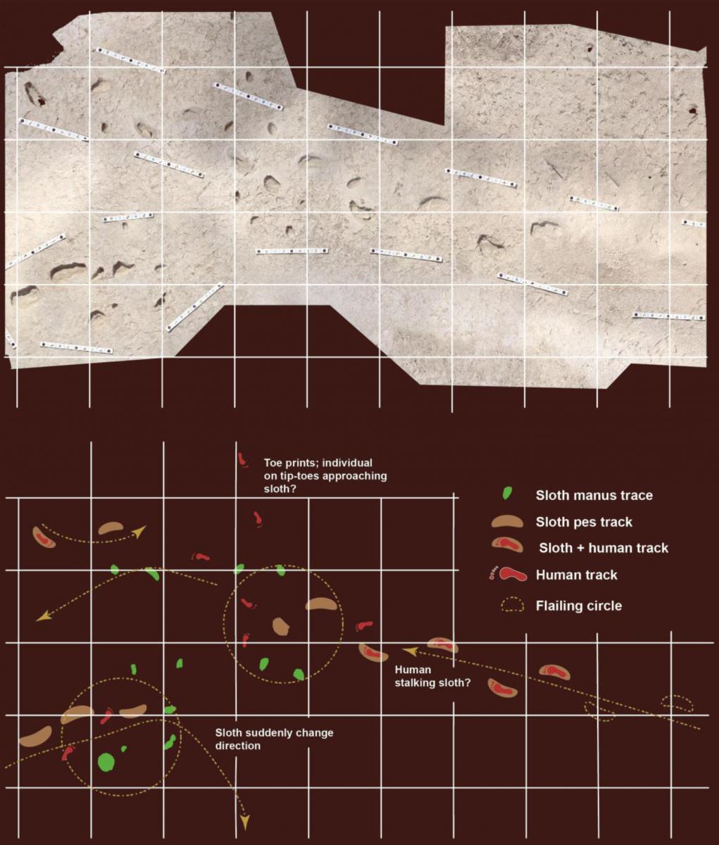 Top: mosaic of part of the study site showing two ‘flailing circles’ as well as sloth and human composite tracks. Bottom: interpretation of trackway trajectories. Image credit: Bustos et al, doi: 10.1126/sciadv.aar7621.
