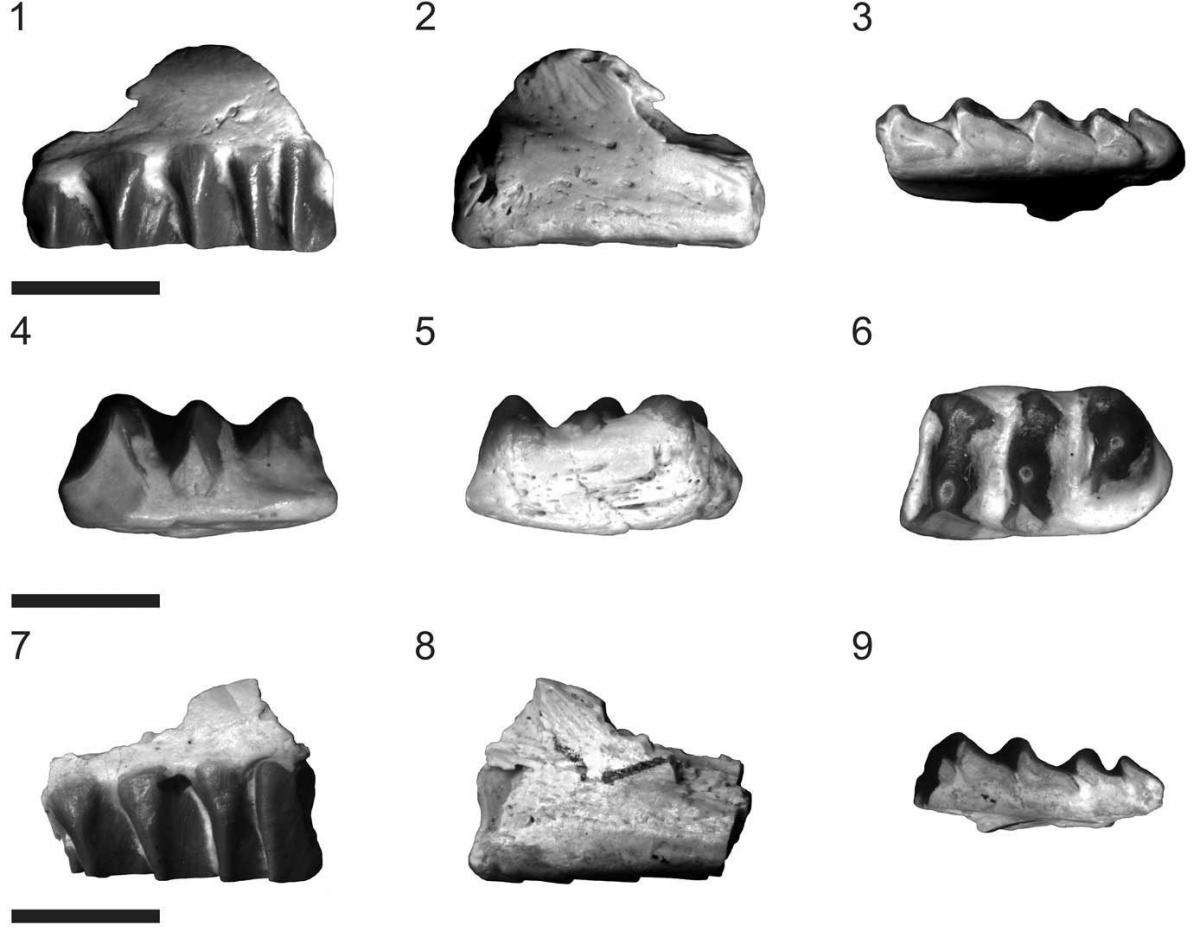 The Late Triassic rhynchocephalian Clevosaurus latidens Fraser, 1993 is known from the fissure deposits of Cromhall Quarry, England. Many studies have questioned its referral to the genus Clevosaurus Swinton, 1939 and some phylogenetic analyses suggest a close relationship with herbivorous rhynchocephalians. We re-examine the type specimens and referred material of C. latidens to elucidate its taxonomic identity. Additionally, we provide new phylogenetic analyses of the Rhynchocephalia using both parsimony and Bayesian approaches. Our taxonomic review and both phylogenetic analyses reveal that C. latidens is not referable to Clevosaurus, but represents a new genus. We reassess C. latidens and provide an amended diagnosis for Fraserosphenodon new genus. Both parsimony and Bayesian analyses recover similar topologies and we propose formal names for two higher clades within Rhynchocephalia: Eusphenodontia new infraorder and Neosphenodontia new clade. UUID: http://zoobank.org/65f29bd1-47e3-4a73-af8c-9181c19319e4