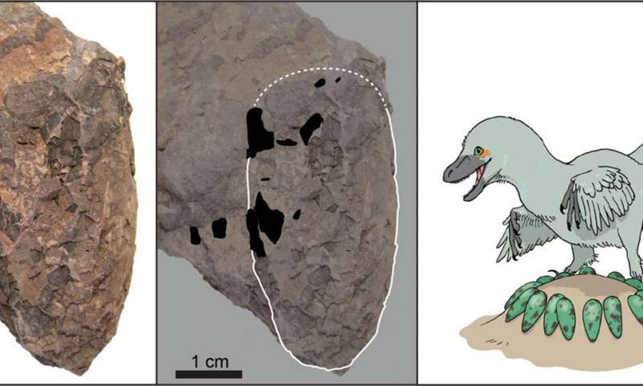 An egg of Himeoolithus murakamii (left), outlined egg with intact eggshell remains (black area) (middle), and reconstruction of Himeoolithus murakamii and their probable parent dinosaur (right). Credit: University of Tsukuba and Museum of Nature and Human Activities,Hyogo